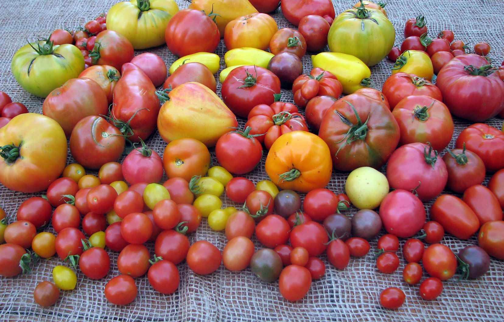 La série MANGER: 4 émissions portant sur la tomate, l’arachide, le maïs et le piment